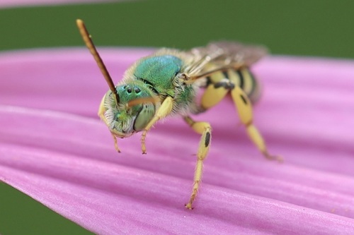 Fine striped sweat bee (Agapostemon subtilior), a species recorded in California