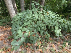 Cercis canadensis