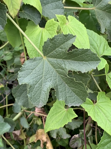 Prickly Hibiscus