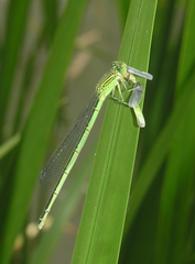 Paracercion plagiosum