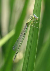 Paracercion plagiosum