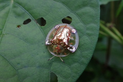 Aspidimorpha sanctaecrucis