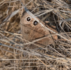 Cercyonis pegala boopis