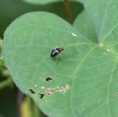 Gynandrobrotica lepida