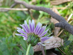 Brachyscome decipiens