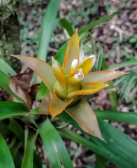 Guzmania lingulata