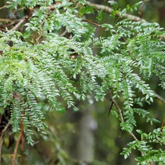 Gleditsia aquatica