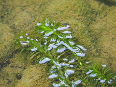 Egeria densa
