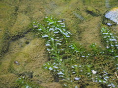 Egeria densa