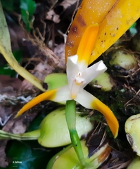 Maxillaria ringens
