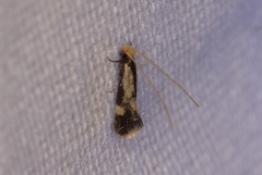 Isocorypha mediostriatella