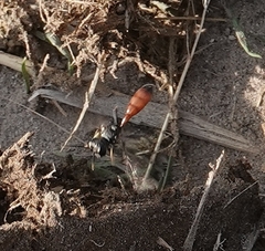 Mellinus abdominalis