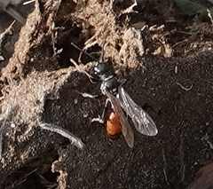 Mellinus abdominalis