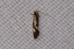 Isocorypha mediostriatella