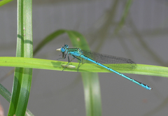 Paracercion plagiosum