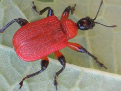 Apoderus jekelii
