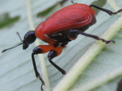 Apoderus jekelii