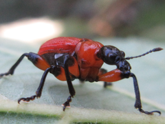 Apoderus jekelii