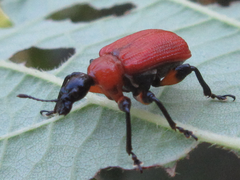 Apoderus jekelii