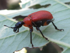 Apoderus jekelii