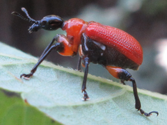 Apoderus jekelii