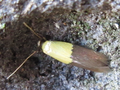 Opogona nipponica