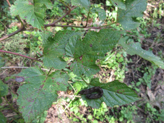 Rubus crataegifolius