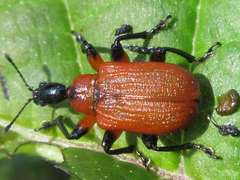 Apoderus jekelii