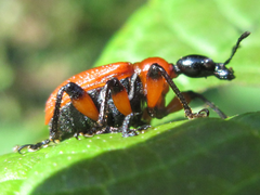 Apoderus jekelii