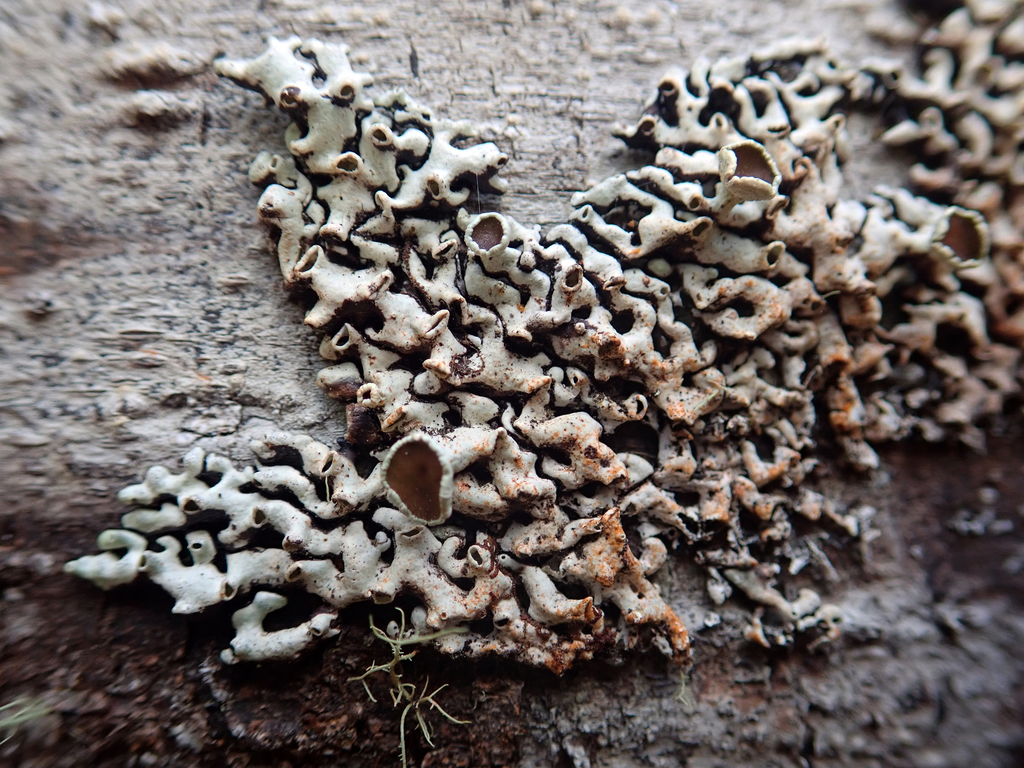 Menegazzia aucklandica