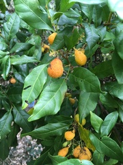 Toechima