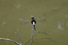 Pseudothemis zonata