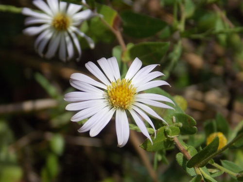 Symphyotrichum patens var. gracile