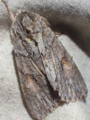 Andropolia aedon