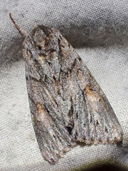 Andropolia aedon