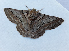 Hypobapta tachyhalotaria