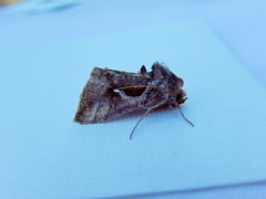 Chrysodeixis subsidens