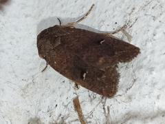 Proteuxoa hypochalchis