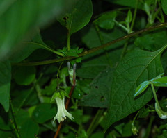 Jaltomata viridiflora