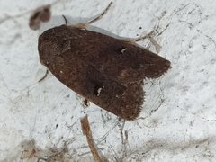 Proteuxoa hypochalchis