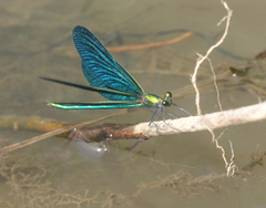 Calopteryx japonica