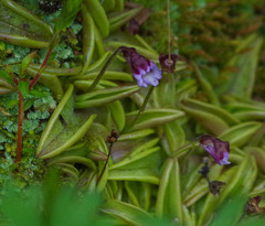 Pinguicula calyptrata