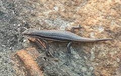 Trachylepis varia