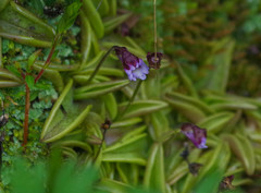 Pinguicula calyptrata