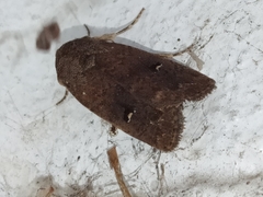 Proteuxoa hypochalchis