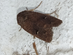 Proteuxoa hypochalchis