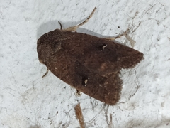 Proteuxoa hypochalchis