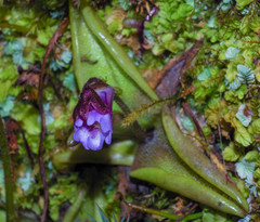 Pinguicula calyptrata