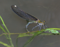 Calopteryx japonica