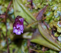 Pinguicula calyptrata